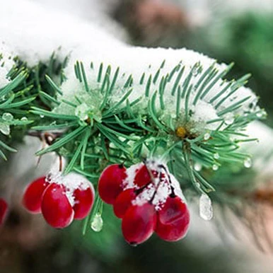 Applewood Fir Needle Fragrance Oil
