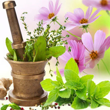 Basil Sage Mint Fragrance Oil