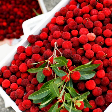 Bayberry Fragrance Oil