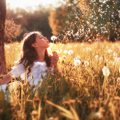 Dandelion Wishes Fragrance Oil