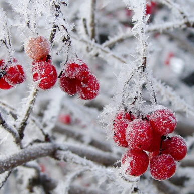 Ice Kissed Berries Fragrance Oil