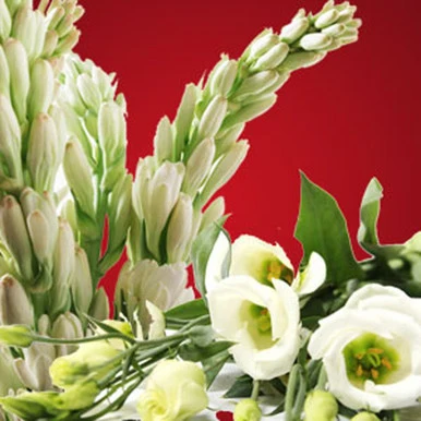 Moonlight Tuberose Fragrance Oil