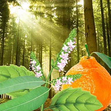 Twilight in the Woods Fragrance Oil