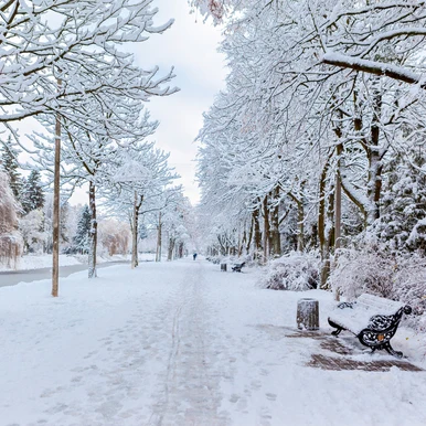 Winter Garden Fragrance Oil